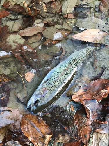 ニジマスの釣果