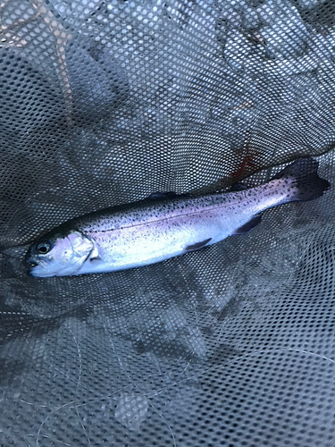 ニジマスの釣果