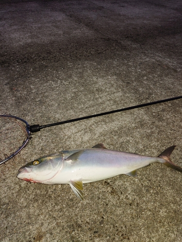 メジロの釣果