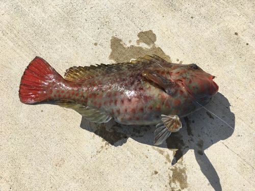 ブダイの釣果