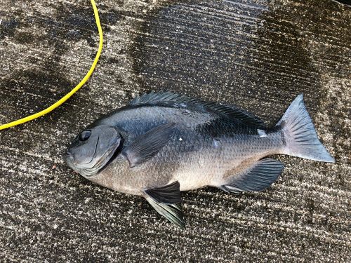 メジナの釣果