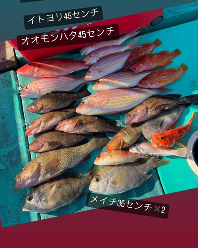 メイチダイの釣果