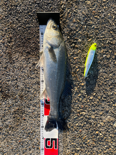 シーバスの釣果