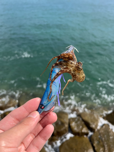 イイダコの釣果