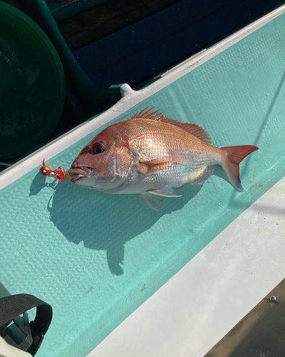 マダイの釣果