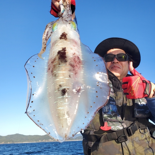 アオリイカの釣果