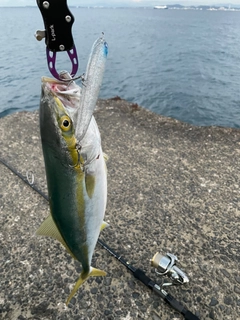 ワカシの釣果