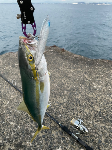 ワカシの釣果