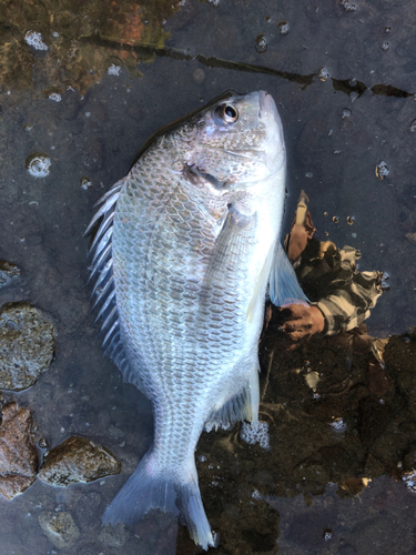 キビレの釣果