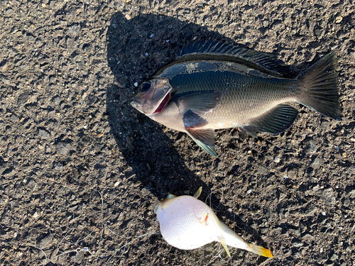 メジナの釣果