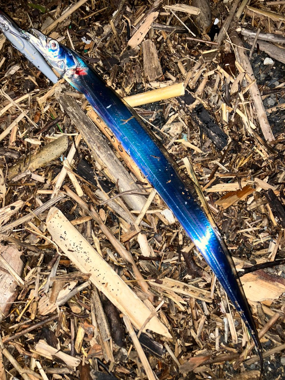 タチウオ