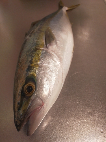 ハマチの釣果