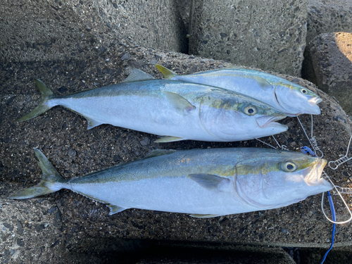 ハマチの釣果