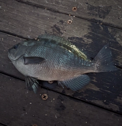 メジナの釣果