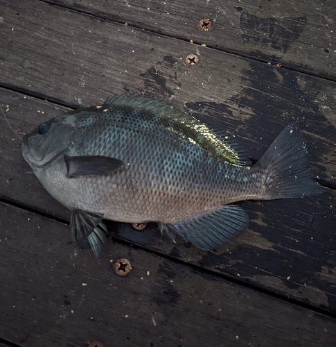 メジナの釣果