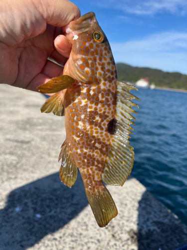 キジハタの釣果