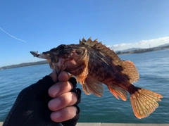 ガシラの釣果