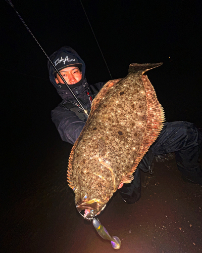 ヒラメの釣果