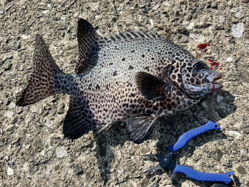 イシガキダイの釣果