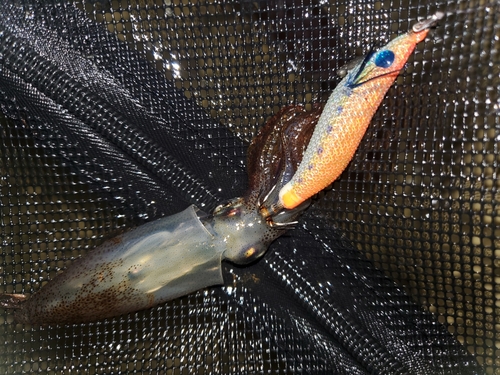 ヒイカの釣果