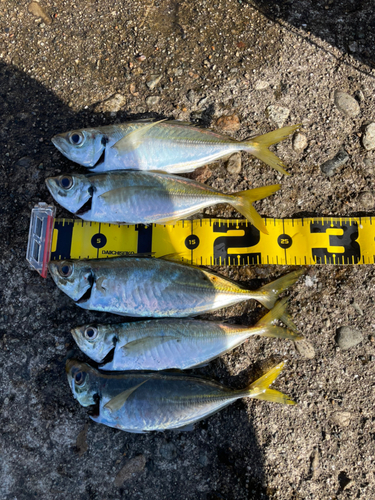 アジの釣果