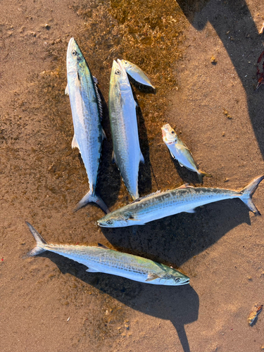 サゴシの釣果