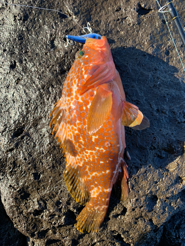 キジハタの釣果