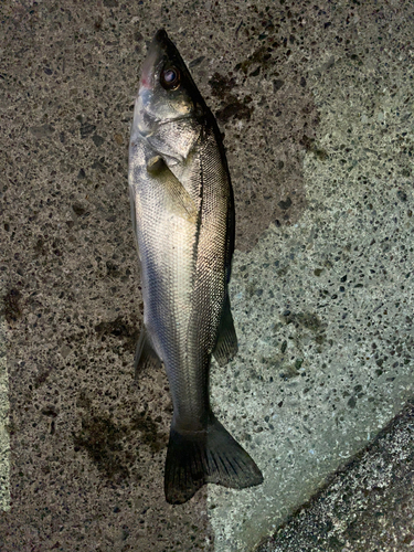 セイゴ（マルスズキ）の釣果