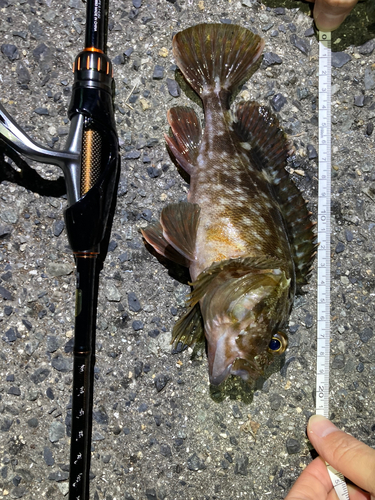 カサゴの釣果