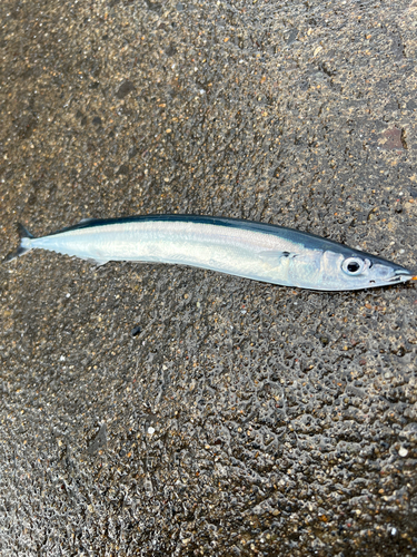 サンマの釣果