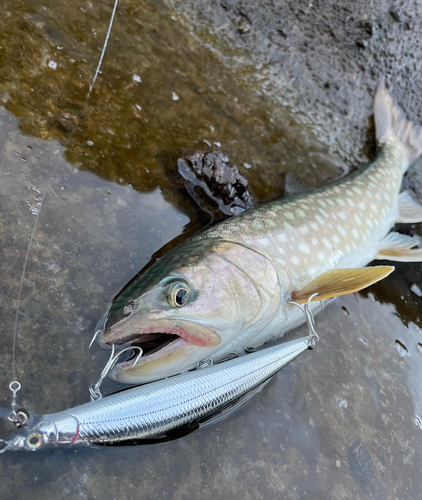 アメマスの釣果