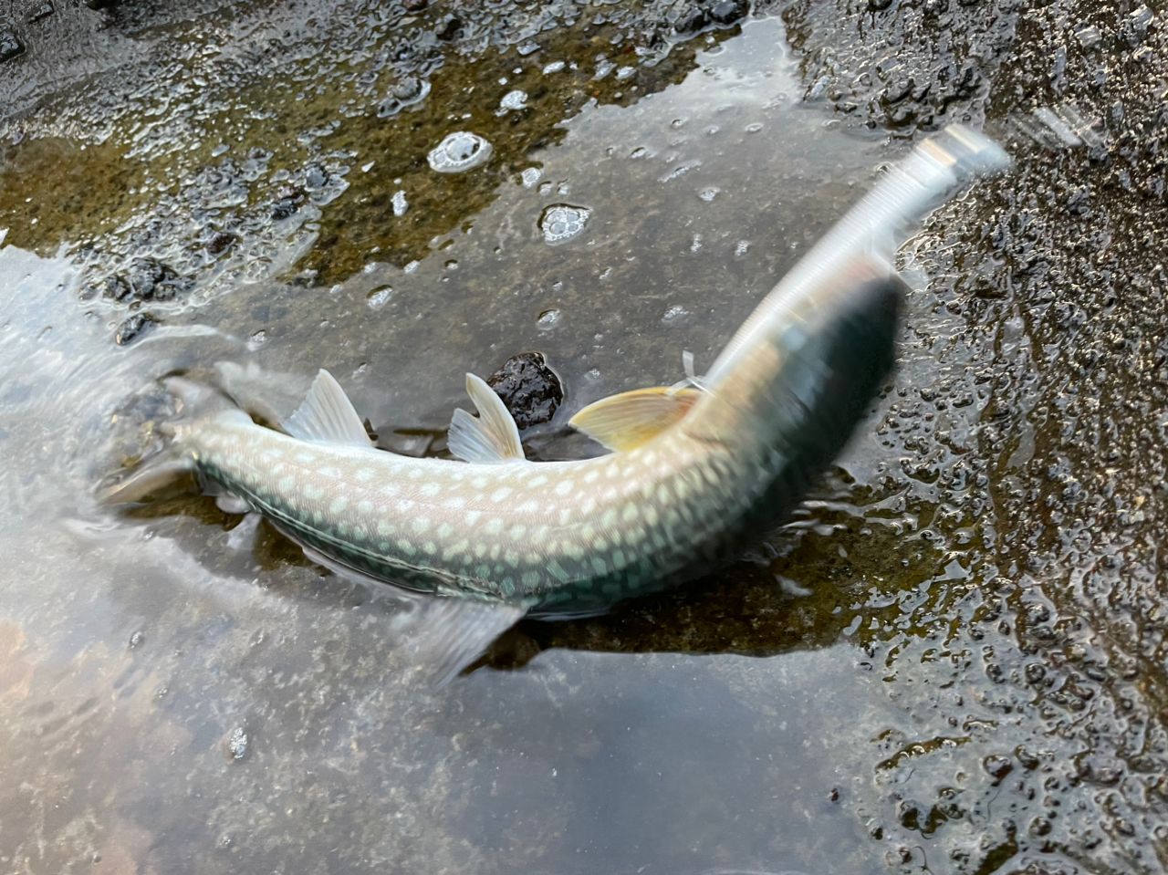 アメマス