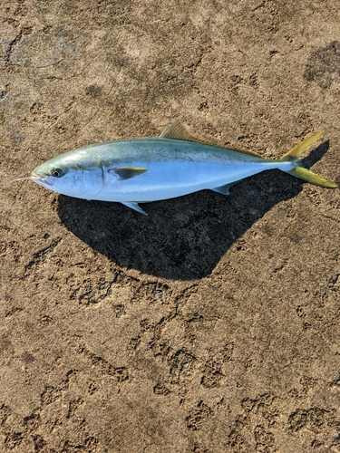 ハマチの釣果