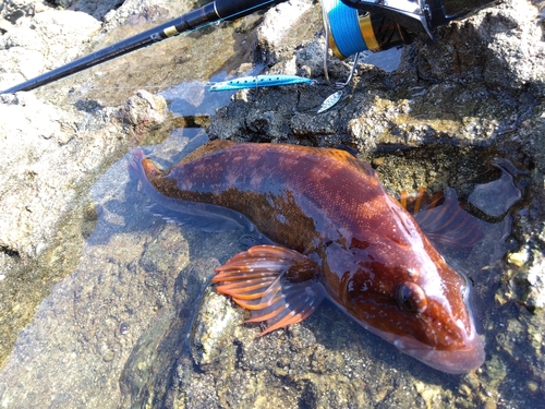 アイナメの釣果