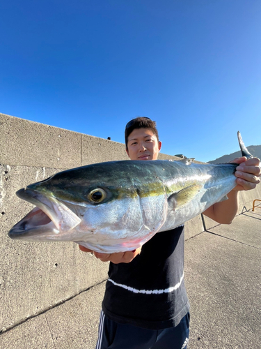 ハマチの釣果