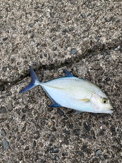 カイワリの釣果