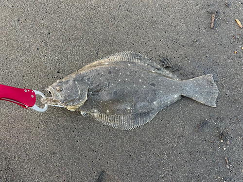 ヒラメの釣果