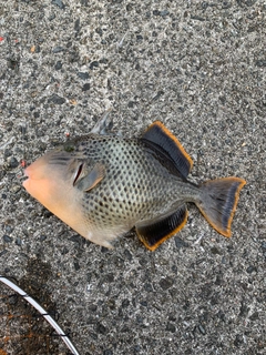 モンガラカワハギの釣果