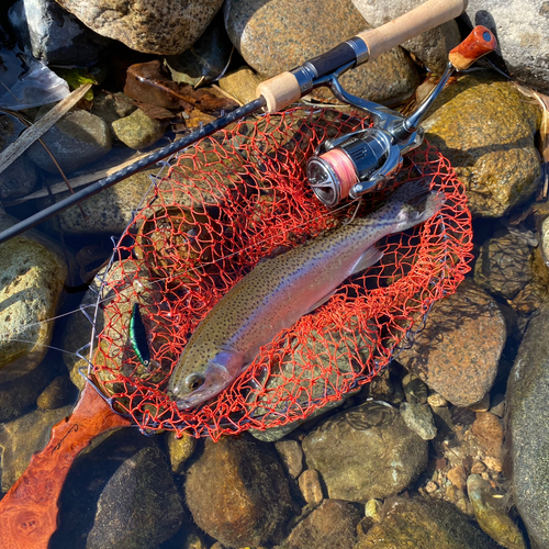 レインボートラウトの釣果