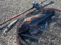 アイナメの釣果