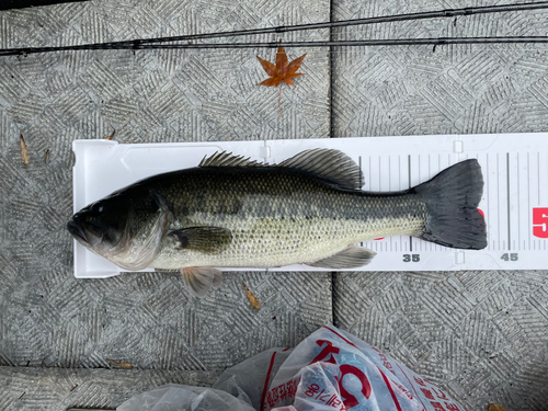 ブラックバスの釣果