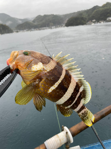 アオハタの釣果