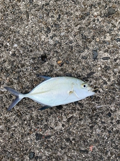 カイワリの釣果