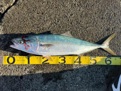 ハマチの釣果