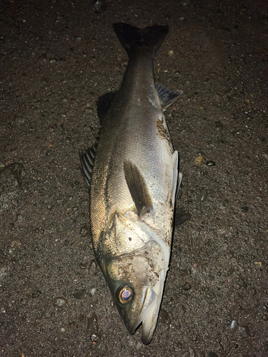 マルスズキの釣果