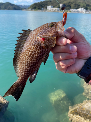 オオモンハタの釣果