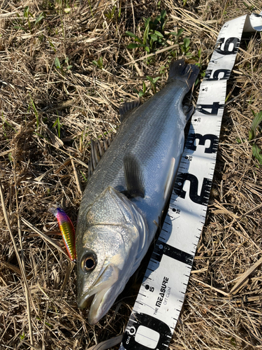 シーバスの釣果