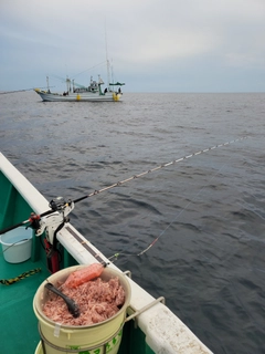 シマアジの釣果