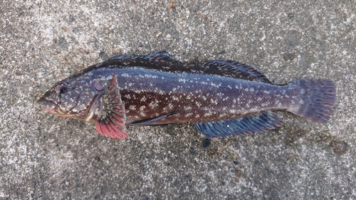 クジメの釣果