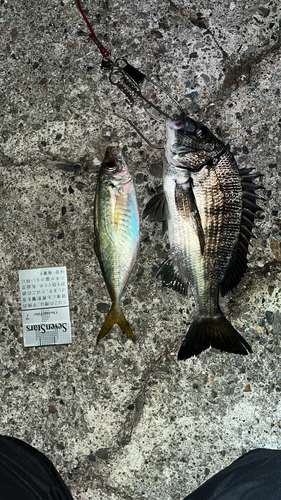 クロダイの釣果